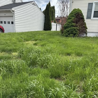 Lawn before service